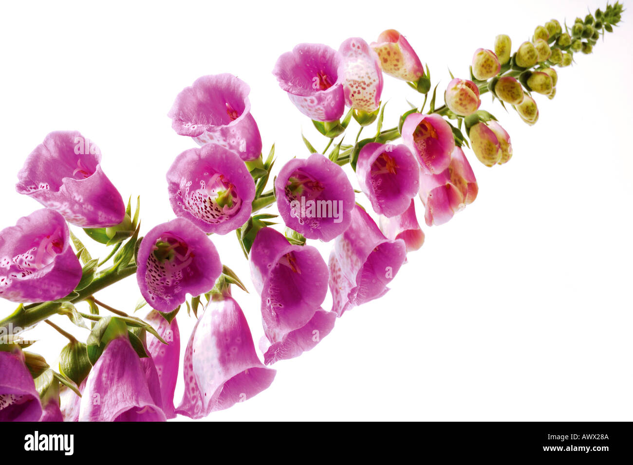 Foxglove without flowers hi-res stock photography and images - Alamy
