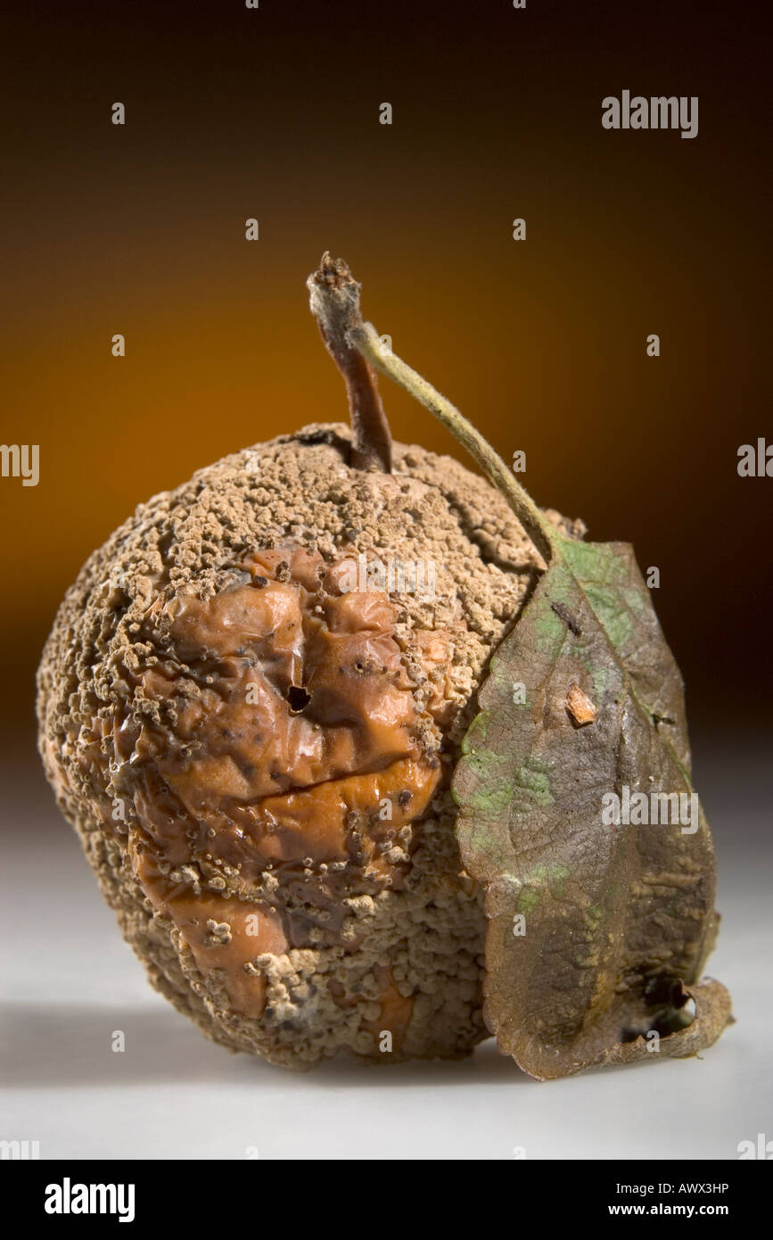 Studio shot of rotten apple portrait lighting used. Stock Photo