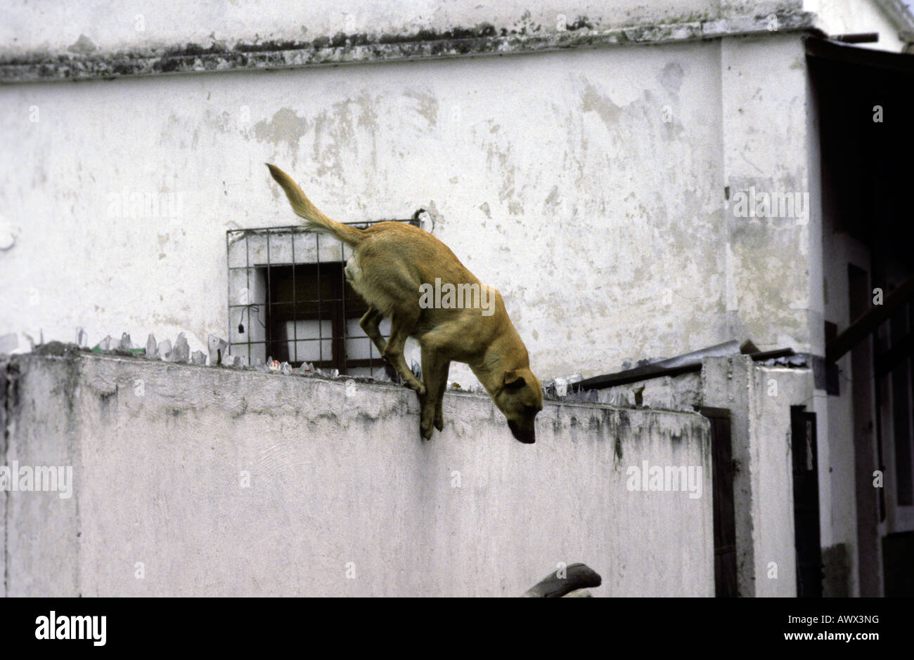 My dog skip hires stock photography and images Alamy