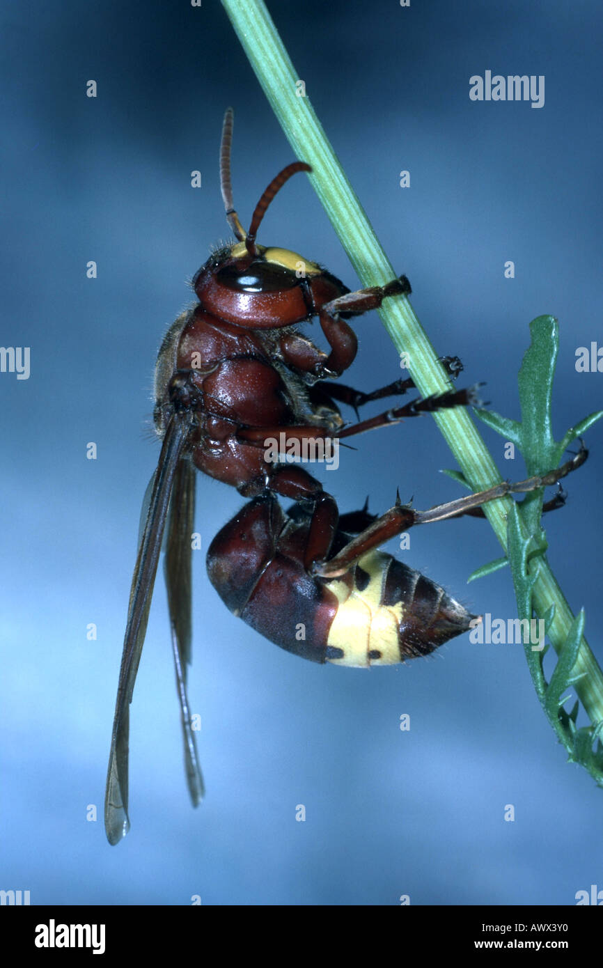 oriental hornet (Vespa orientalis), portrait of a single animal, Turkey Stock Photo