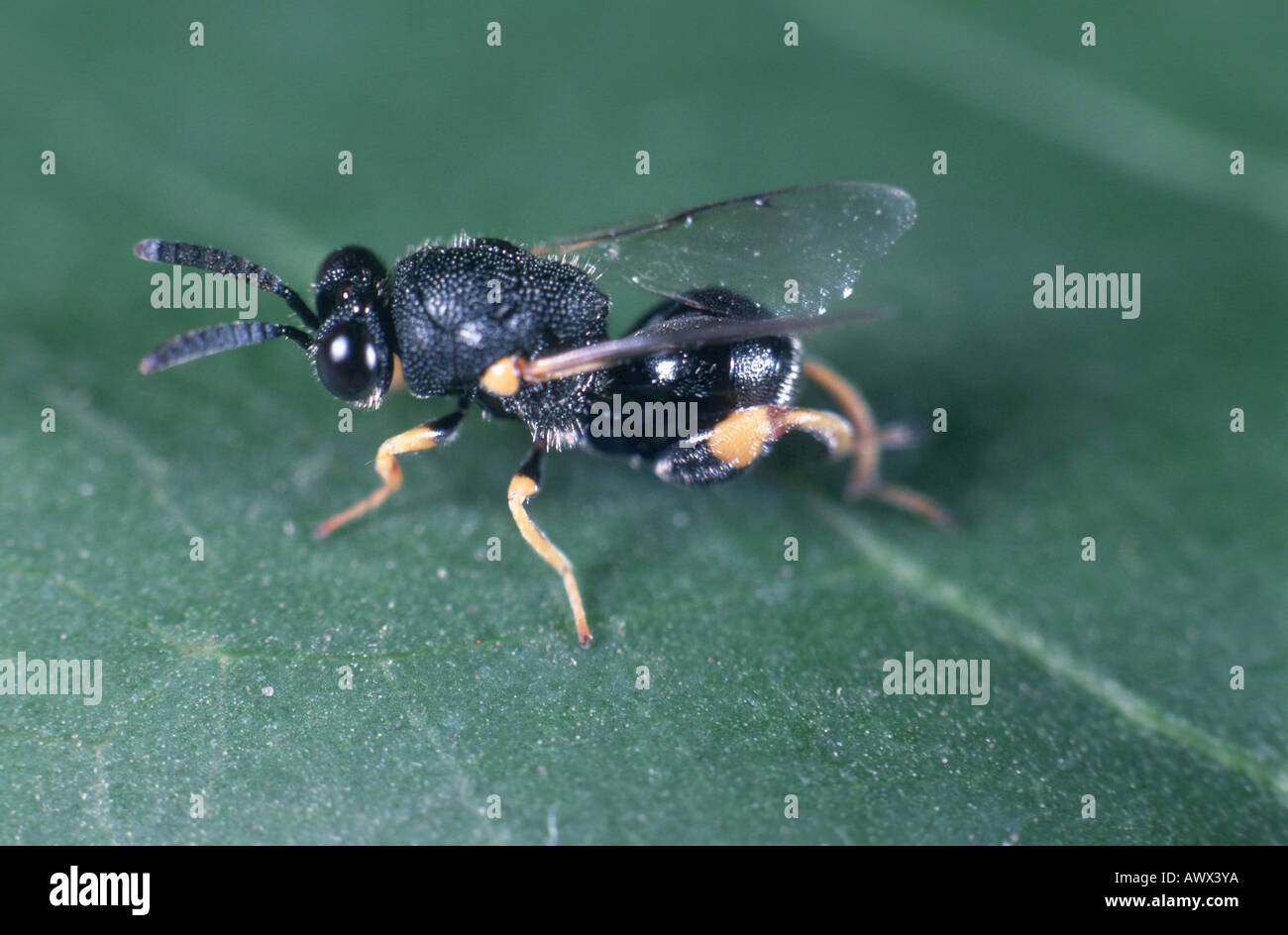 parasitic wasps (Chalcidoidea), sitting on a leaf Stock Photo