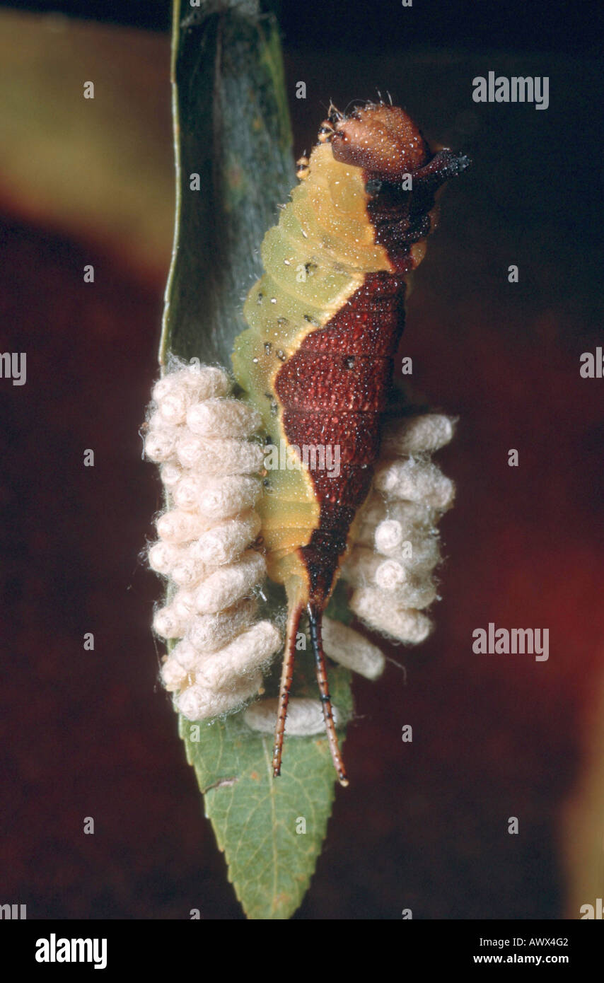 braconids, braconid wasps (Braconidae), puppae at caterpillar Stock Photo