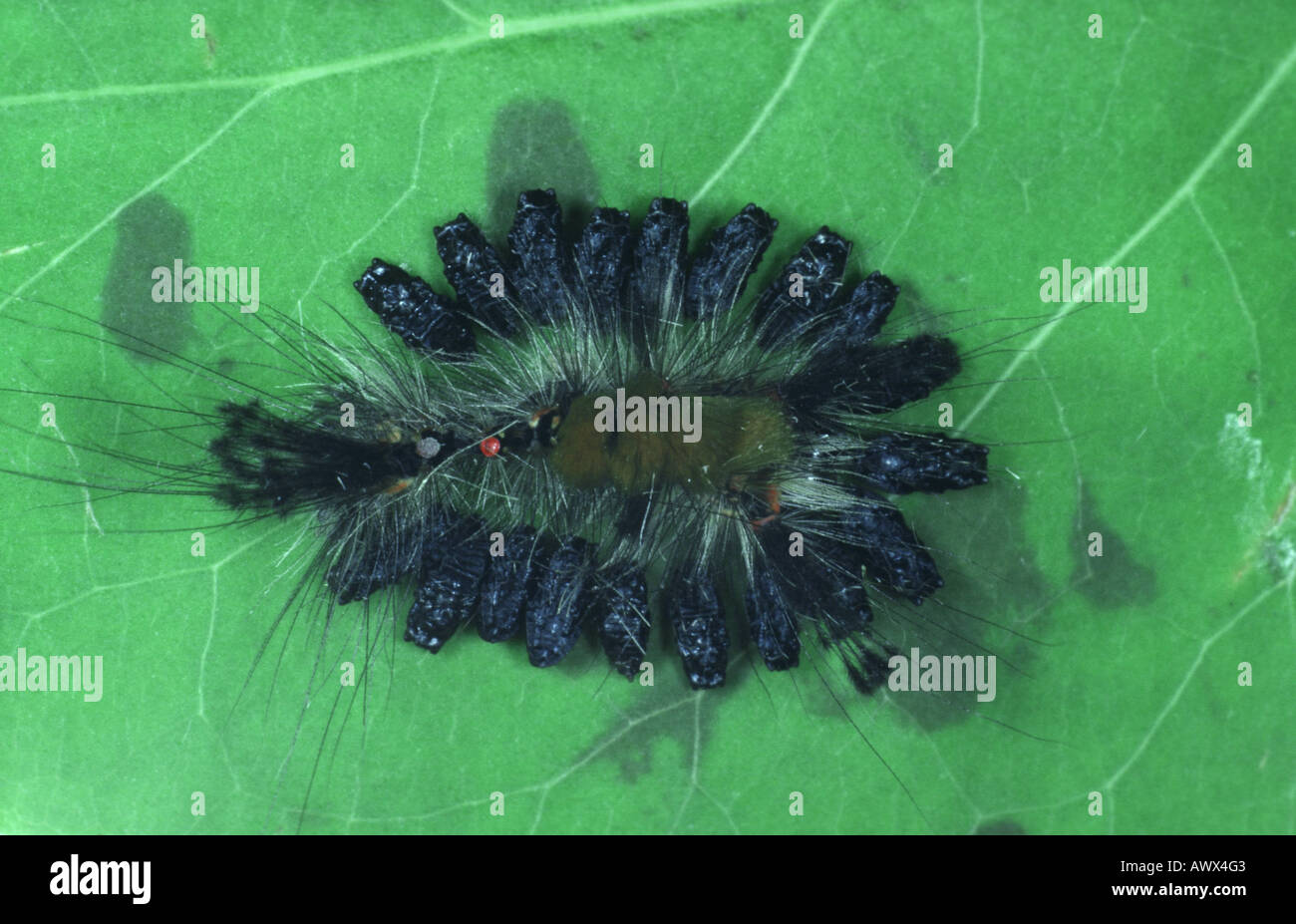 Parasitic wasp caterpillar hi-res stock photography and images - Alamy