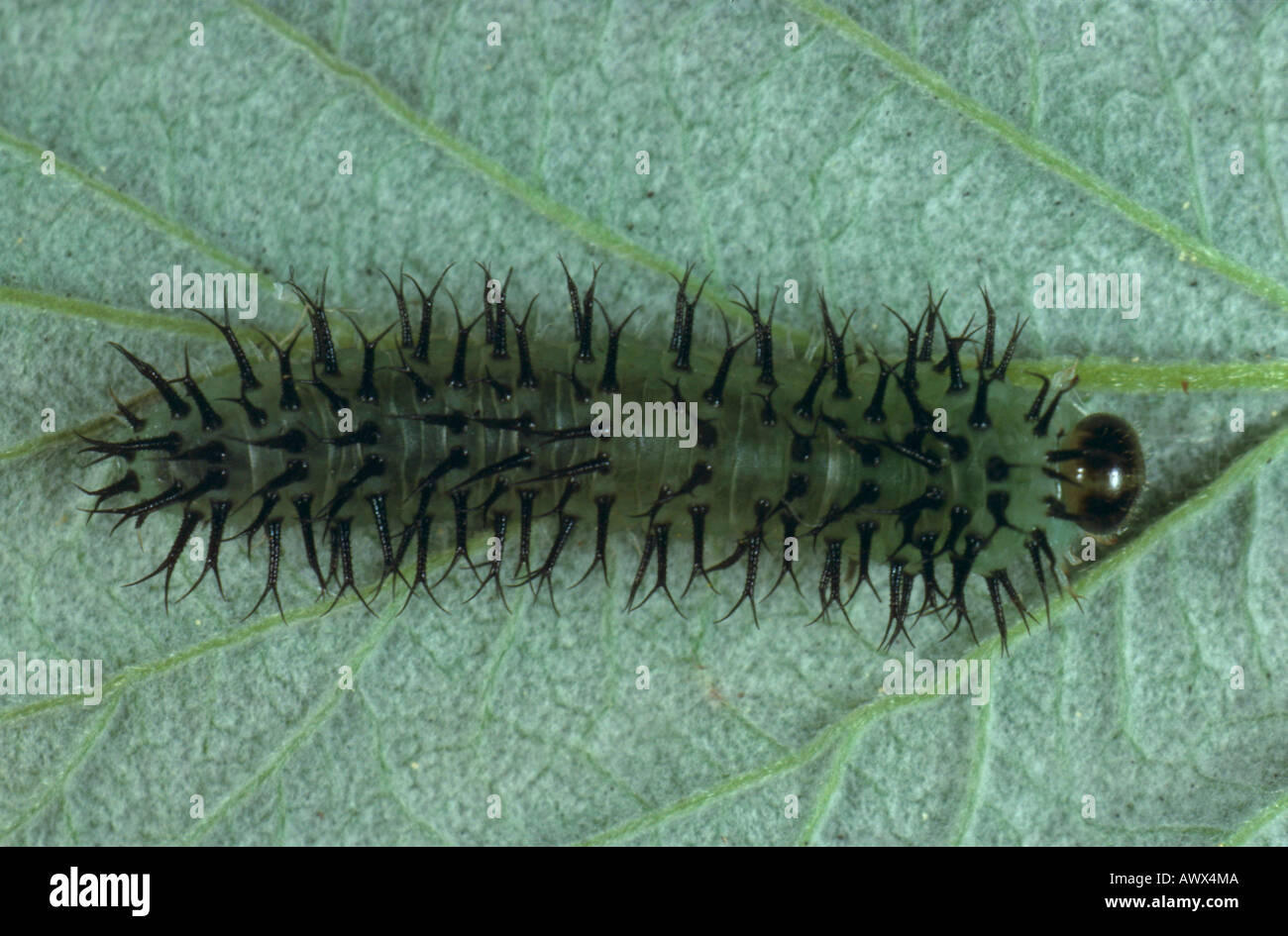 sawfly (Blennocampa melanocephala), larva Stock Photo