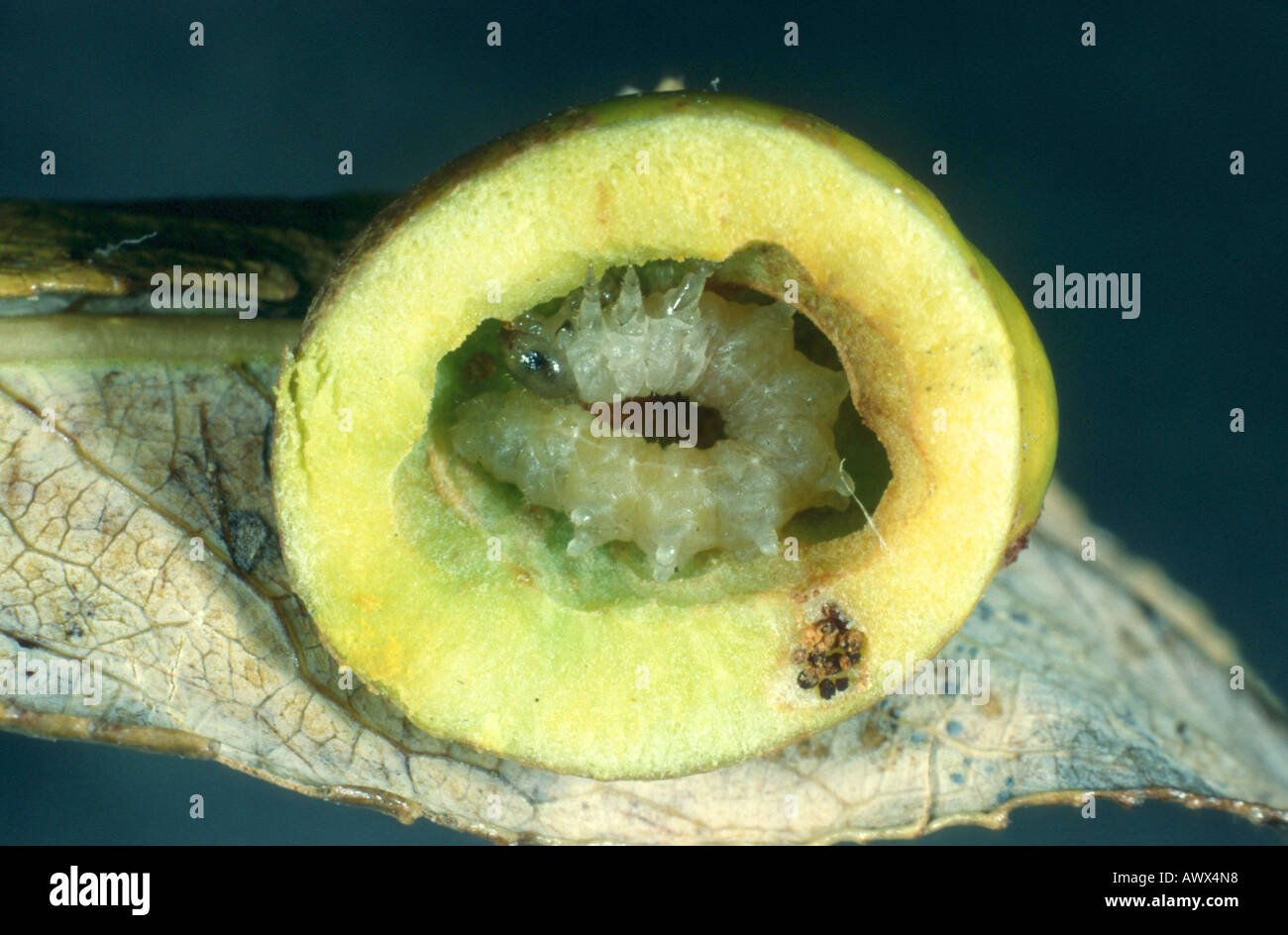 sawfly (Pontania viminalis), sliced gall with larva Stock Photo