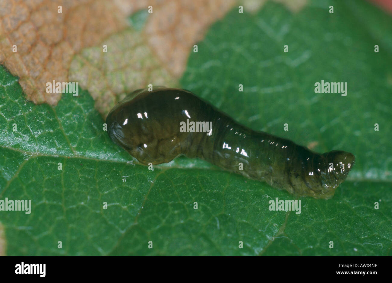 pear sawfly, pear slug sawfly, pear and cherry sawfly, pear and cherry slugworm, Larva: pearslug (Caliroa cerasi, Caliroa limac Stock Photo