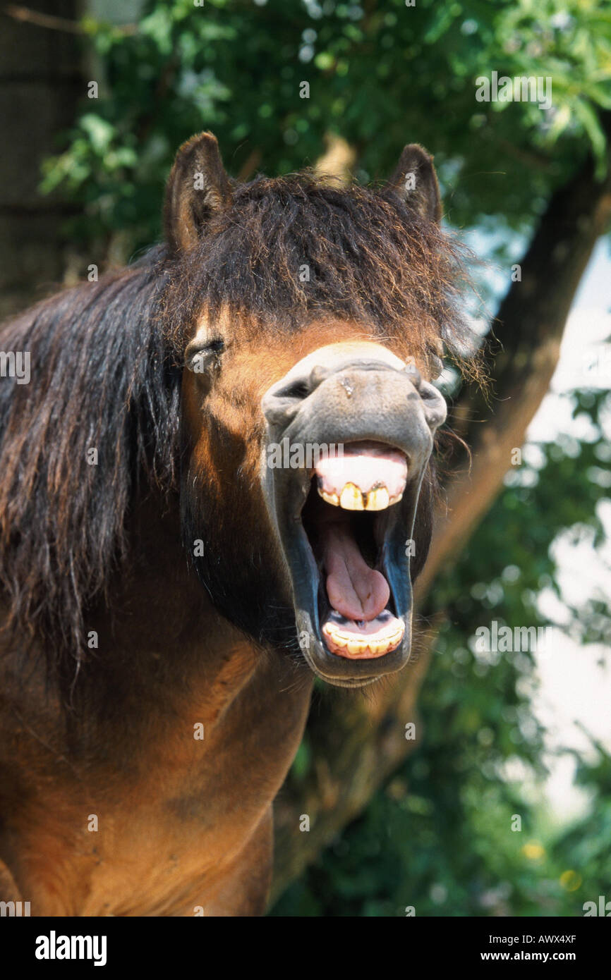Tired Pony High Resolution Stock Photography and Images - Alamy