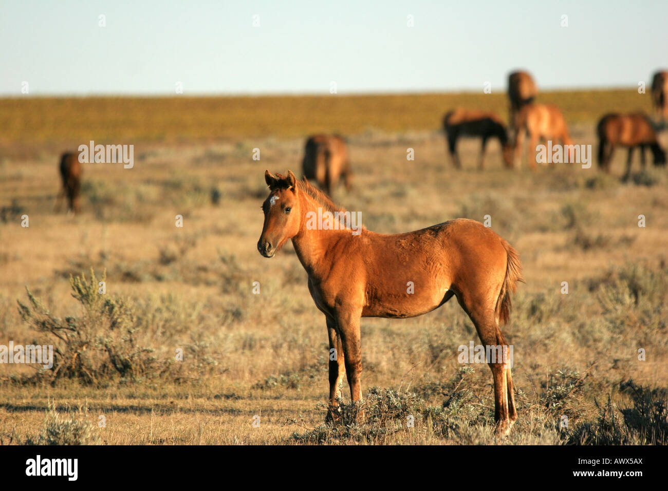 A foal belonging to the herd of a wild rare breed of the Spanish Gila isolated genetics found in the hills of New Mexico Stock Photo