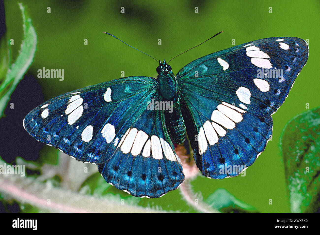 southern white admiral (Limentis reducta), top side Stock Photo