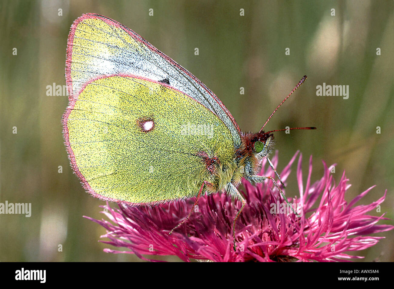 pale clouded yellow (Colias hyale), under side Stock Photo
