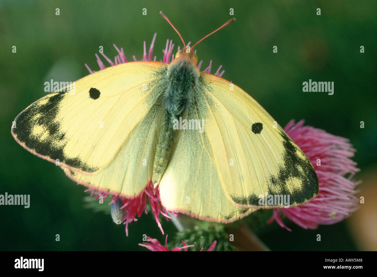 pale clouded yellow (Colias hyale), top side Stock Photo