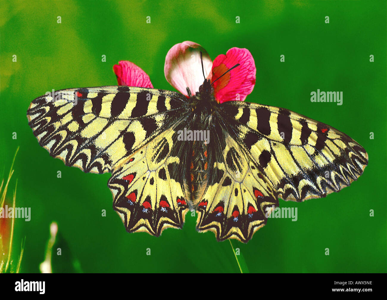Festoon of flowers hires stock photography and images Alamy