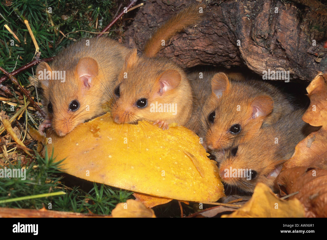 common dormouse, hazel dormouse (Muscardinus avellanarius), family