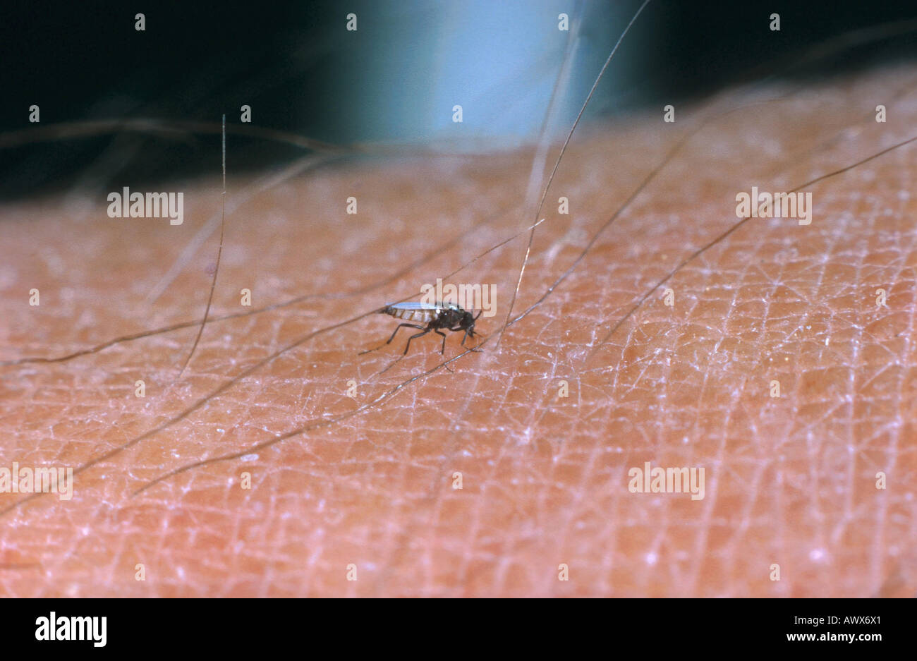 biting midges, punkies, no-see-ums (Ceratopogonidae), prickling on human skin Stock Photo