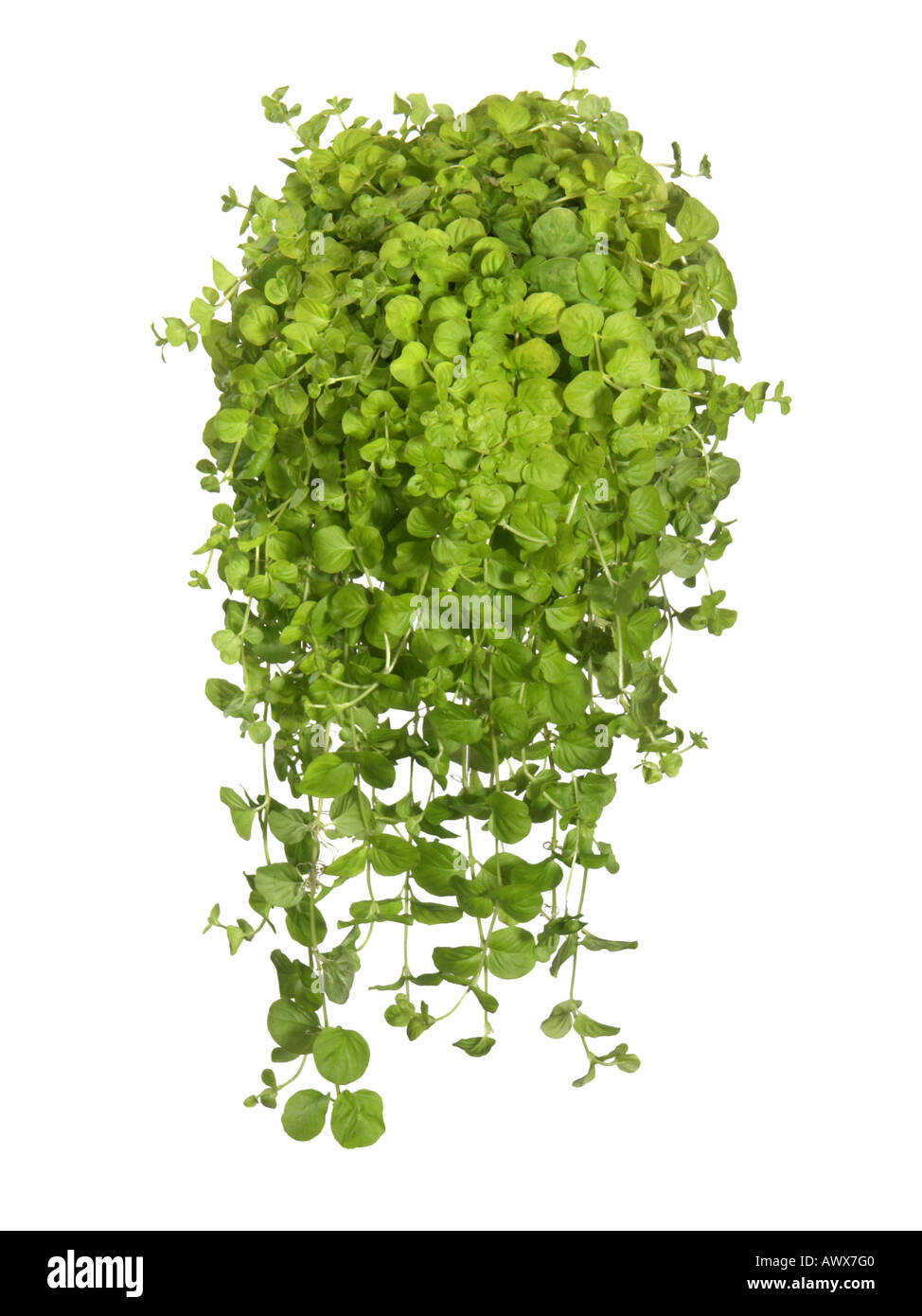 creeping jenny, moneywort (Lysimachia nummularia), potted plant Stock Photo