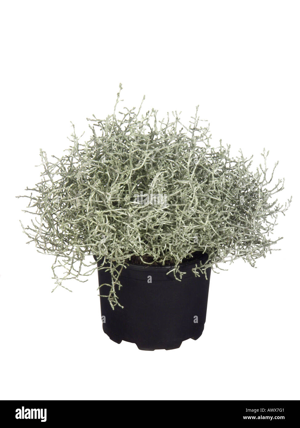 Silver Wire Netting Plant, Cushion Bush (Calocephalus brownii), potted plant Stock Photo