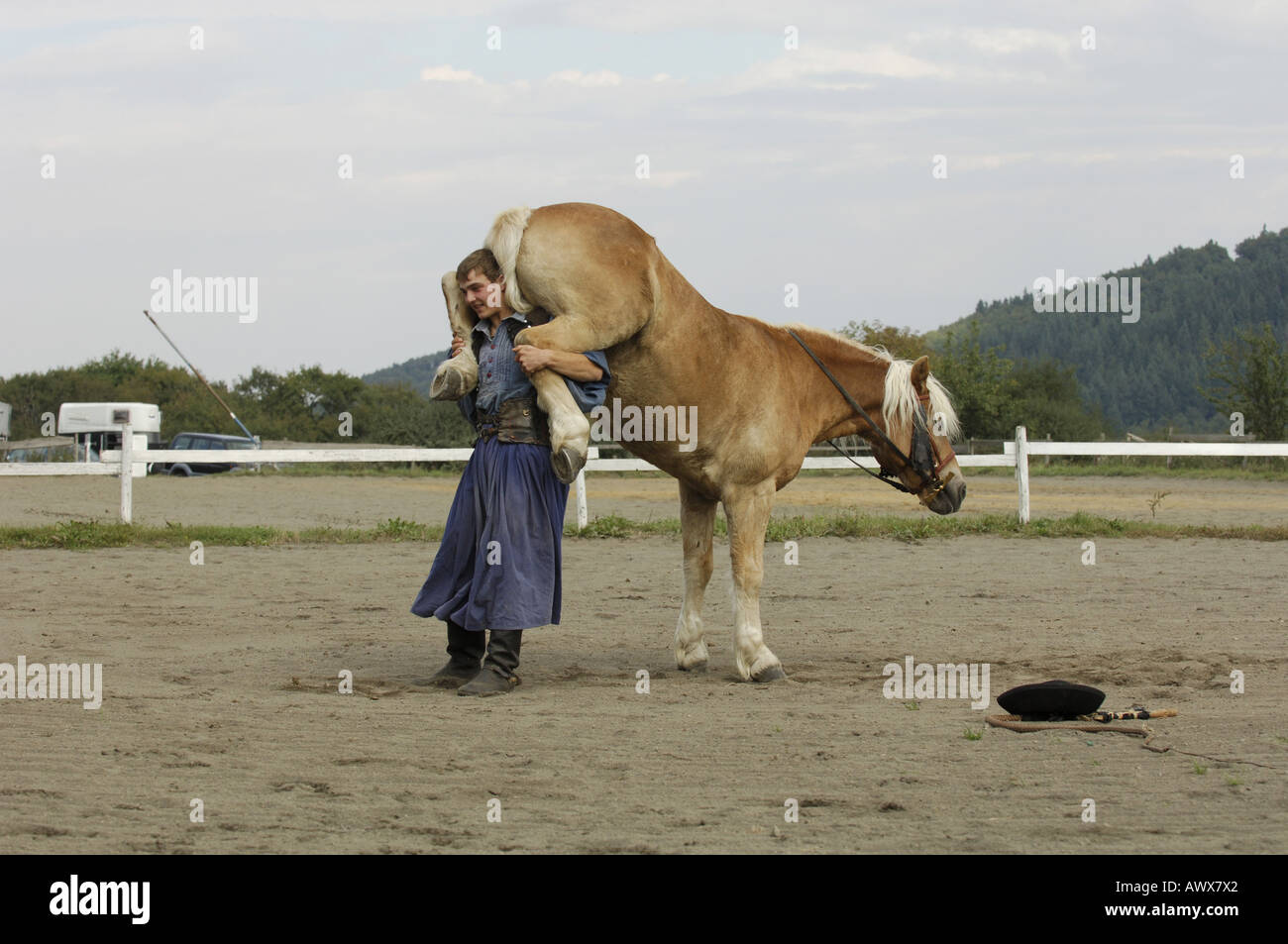 Haflinger horse (Equus przewalskii f. caballus), dressage presentation,  Hungary Stock Photo - Alamy