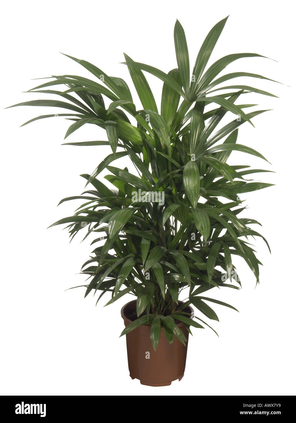 Bamboo Palm, Ground Rattan Cane, Lady Palm (Rhapis escelsa. Rhapis flagelliformis), potted plant Stock Photo