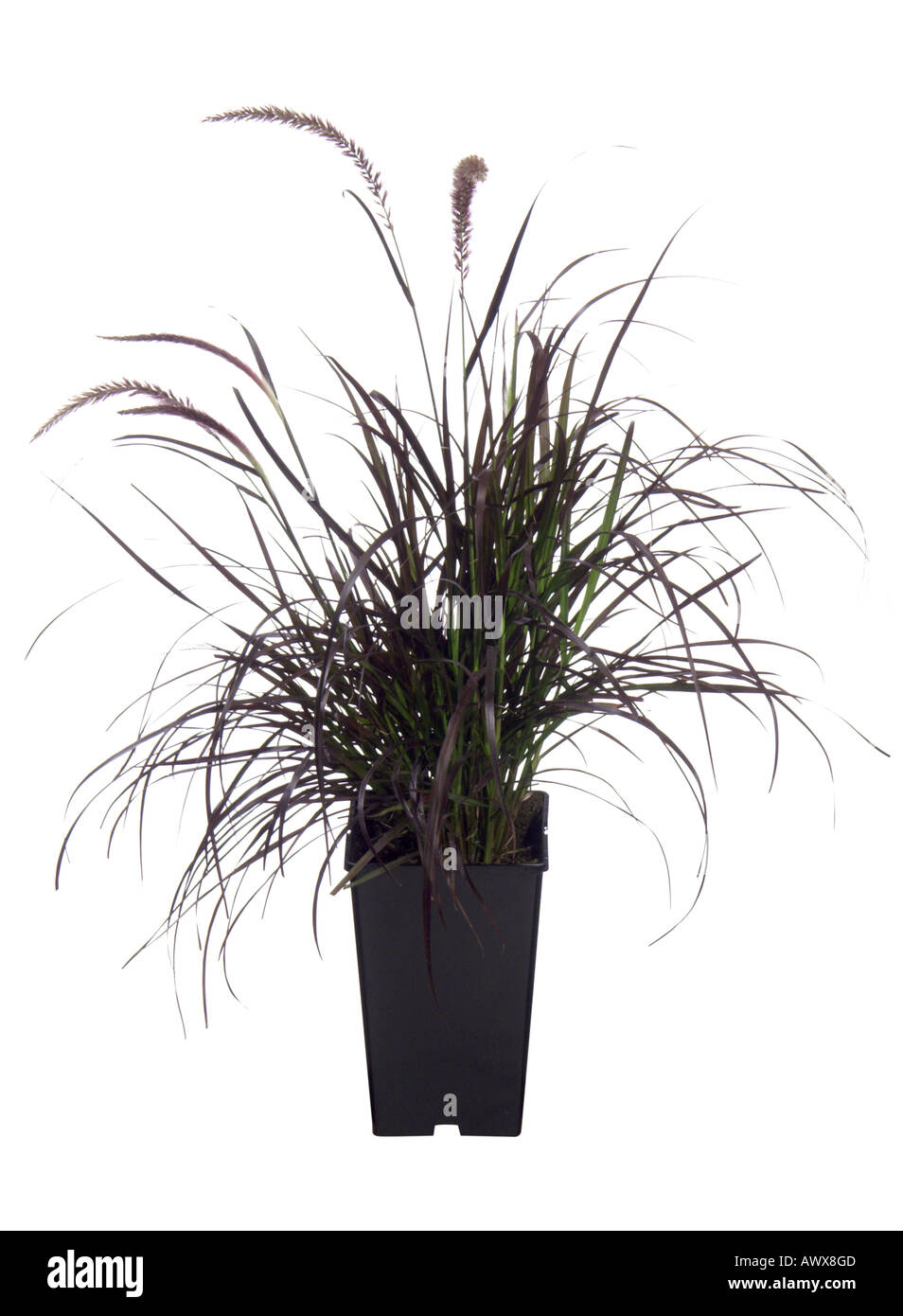 fountain grass, crimson fountaingrass (Pennisetum setaceum), cv. Rubrum, potted plant Stock Photo