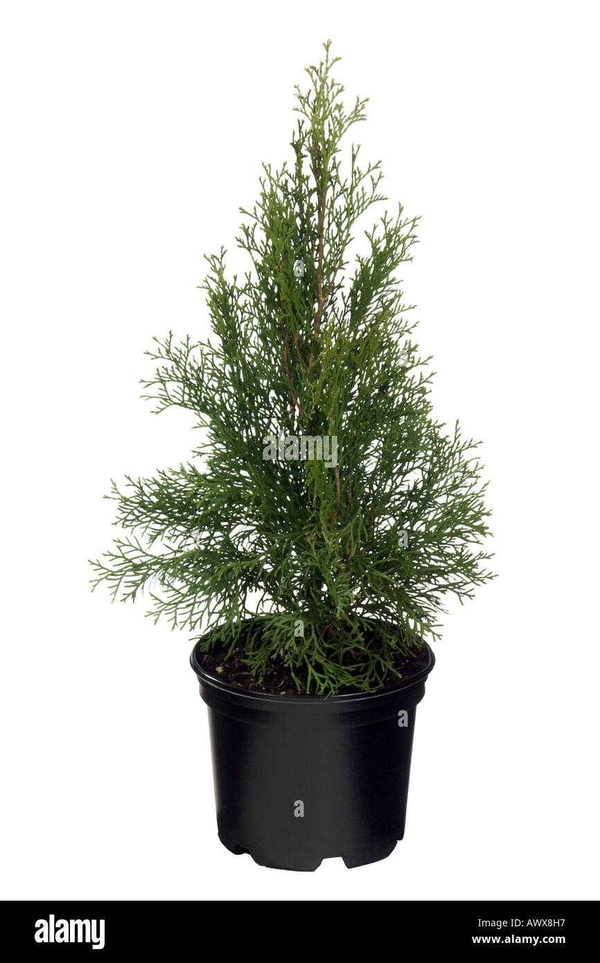 yellow cedar, eastern white cedar (Thuja occidentalis), cv. Smaragd, potted plant Stock Photo