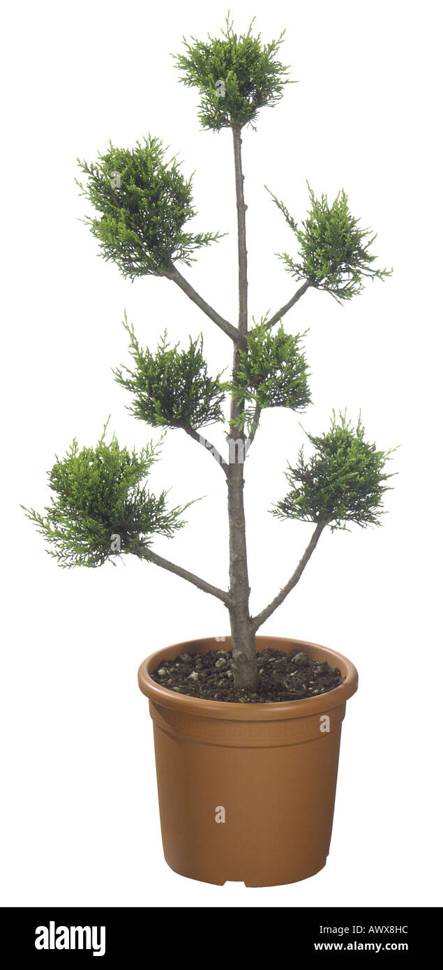Pompon Cypress (Cupressus spec.), Cupressus 'Pompon', potted  plant Stock Photo