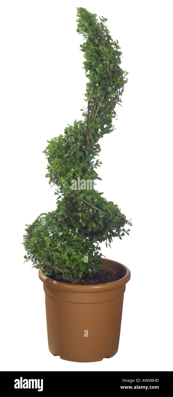 common box, boxwood (Buxus sempervirens), Buxus spiral Stock Photo Alamy