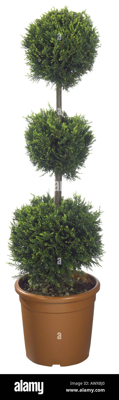 cypress (Cupressus spec.), Cupressus three bowls, potted plant Stock Photo