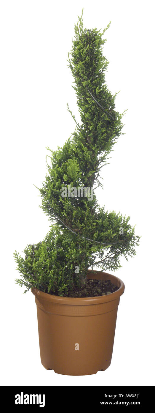 cypress spiral (Cupressus spec.), Cupressus spiral Stock Photo