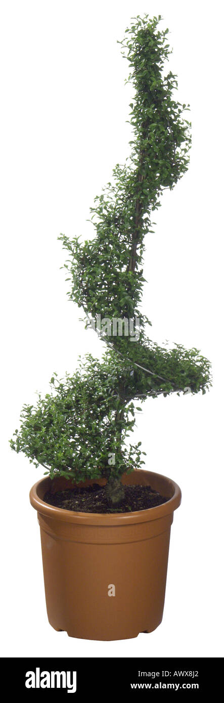 privet (Ligustrum spec.), privet spiral Stock Photo