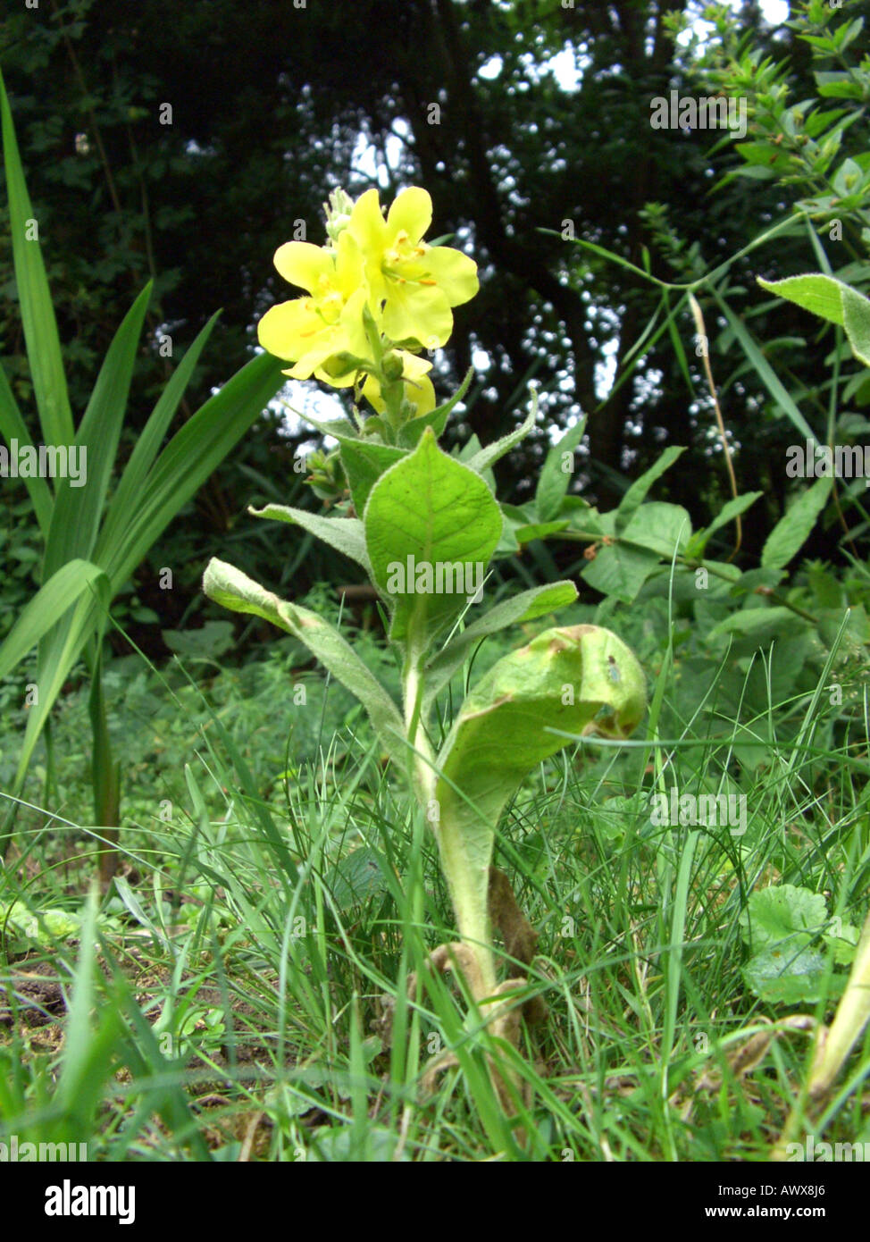 dense-flowered mullein, dense mullein (Verbascum densiflorum), blooming Stock Photo