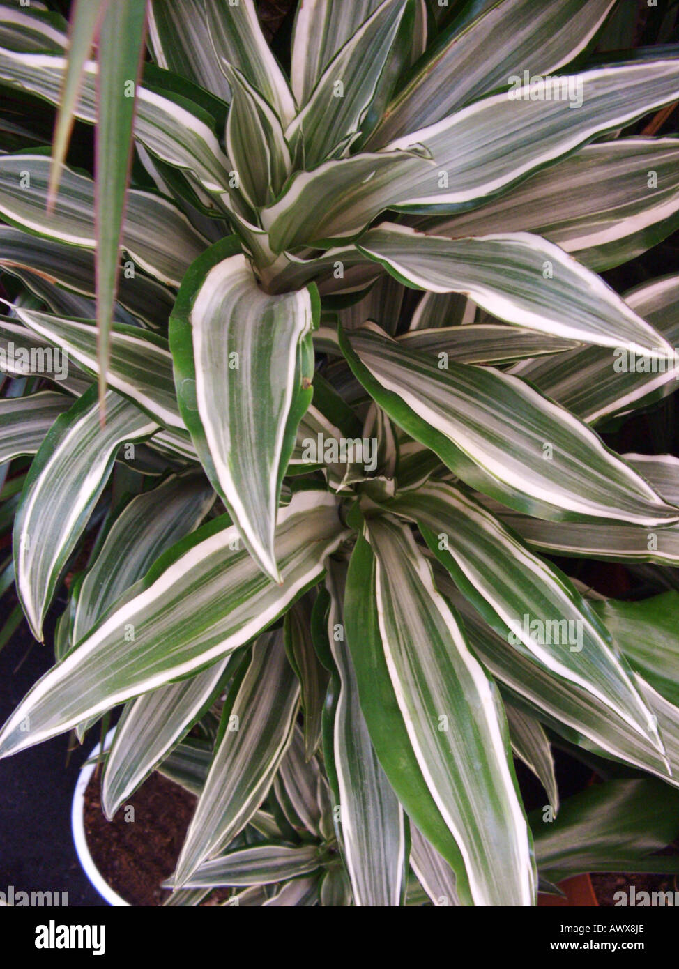 corn plant (Dracaena fragrans), leaves Stock Photo
