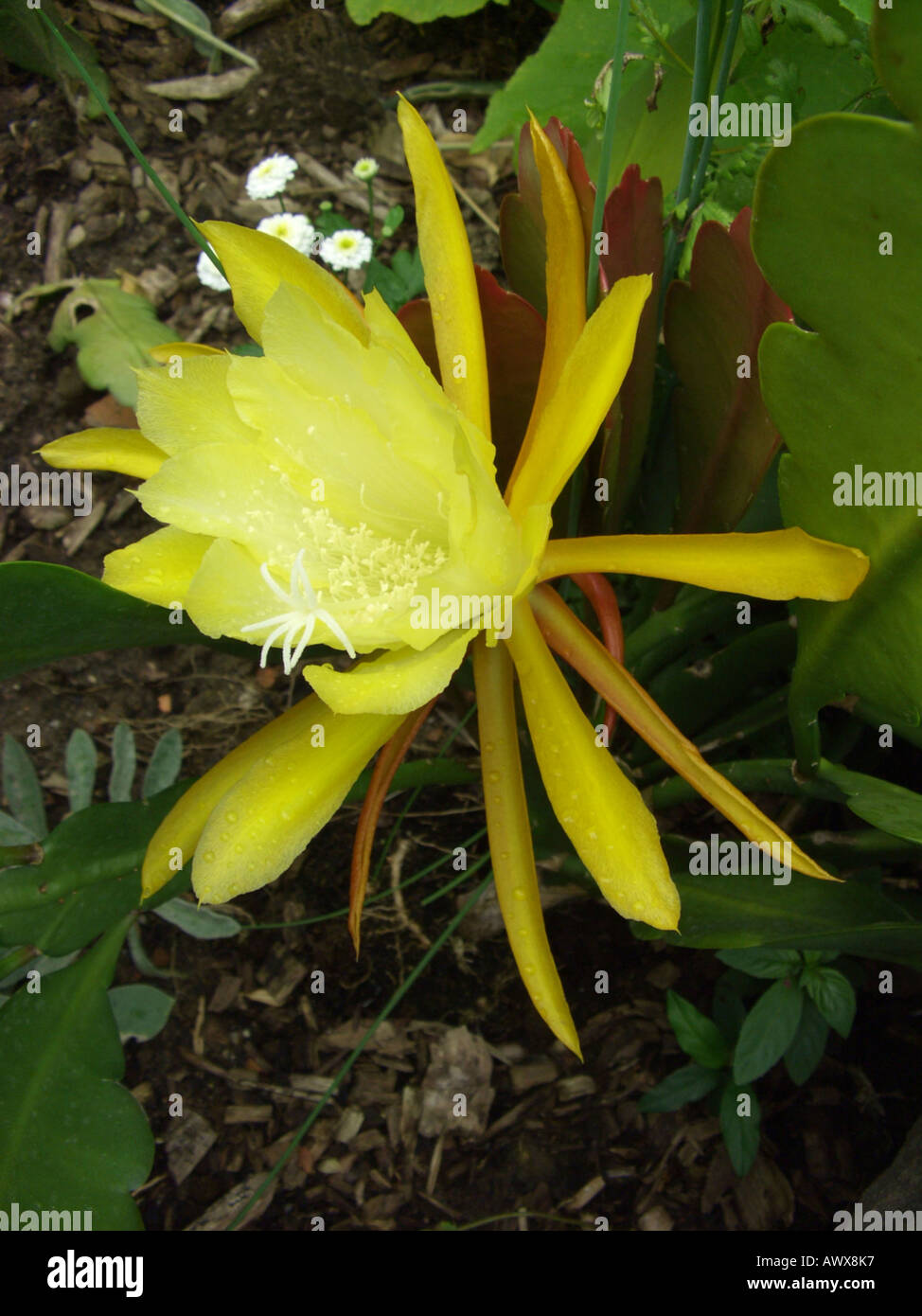 Epiphyllum hybrid (Epiphyllum-Hybride), flower Stock Photo