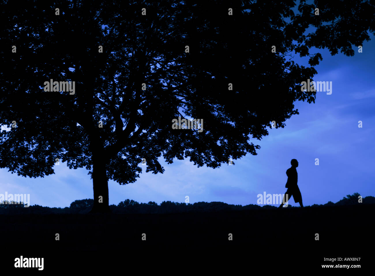 silhouette of person walking along under a very large tree in early evening nighttime sky Stock Photo