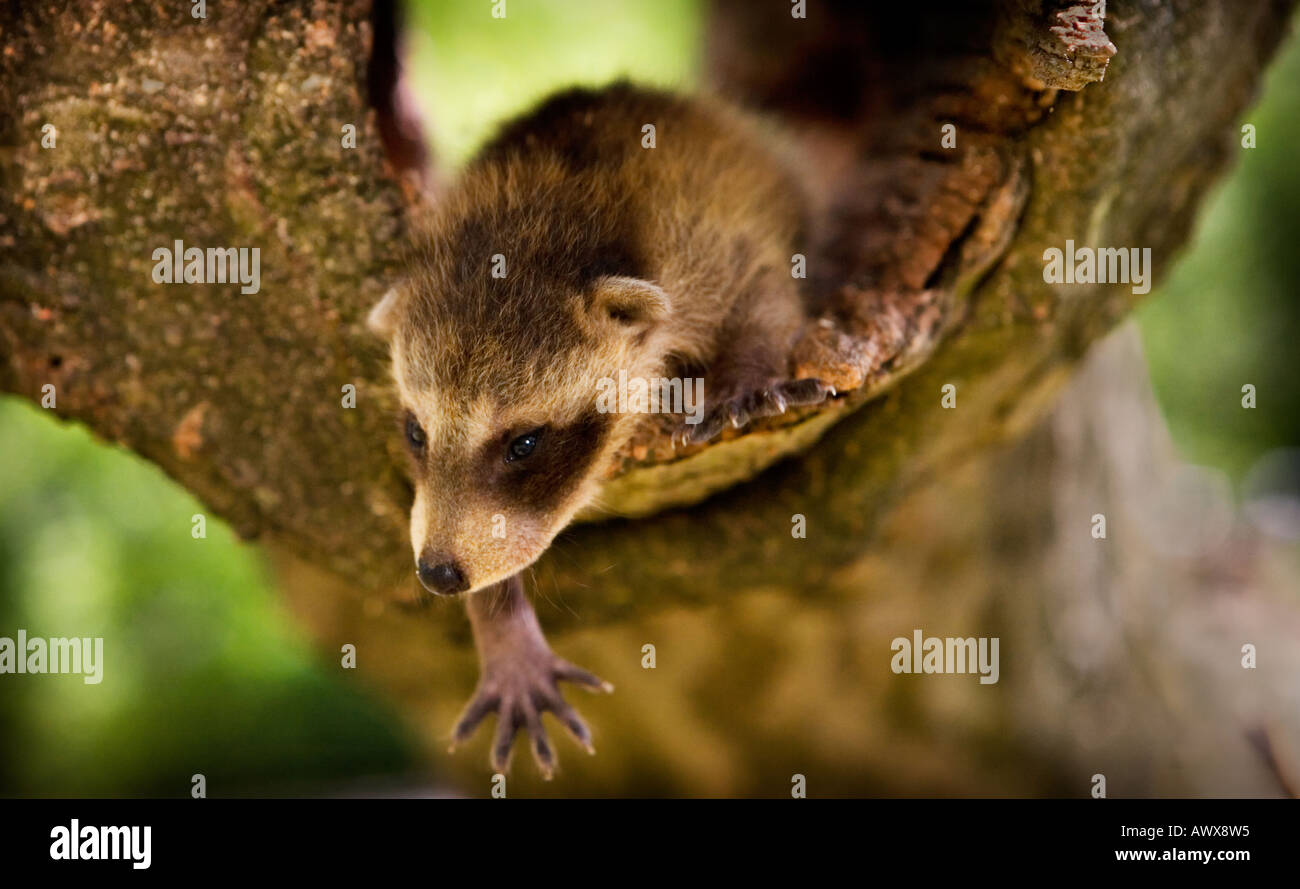 baby wild raccoon in a hollowed out tree that s been cut down His head sticking out and his paw reaching Stock Photo