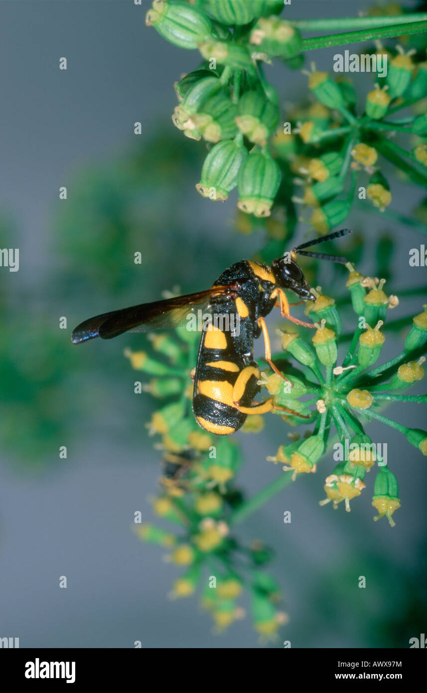 Hymenopteran, Leucospis gigas. Collecting nectar on flower Stock Photo