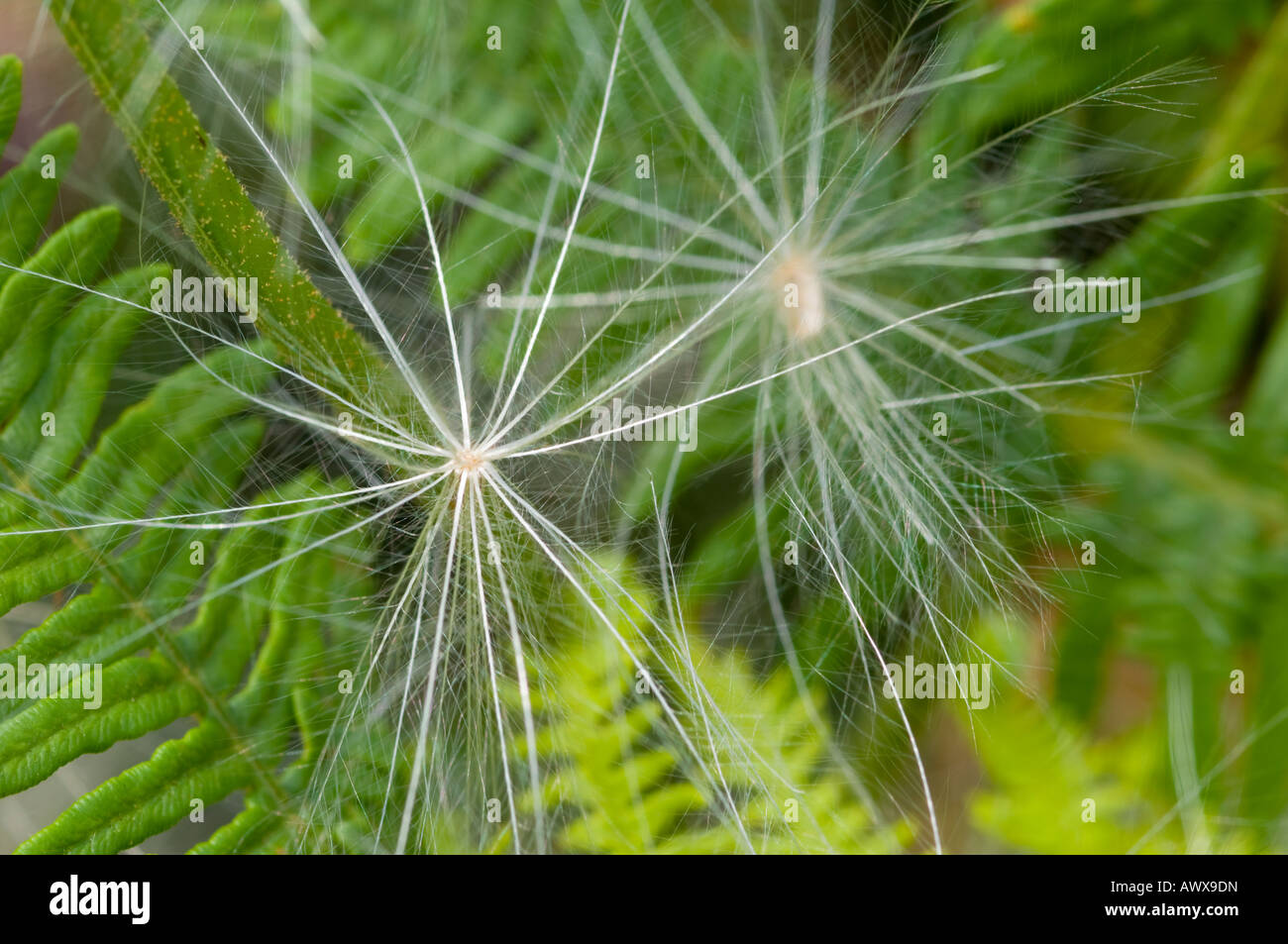 Two seed heads, or thistledown, of a Spear Thistle, Cirsium vulgare Stock Photo