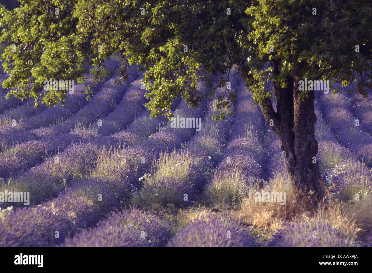 lavender (Lavandula angustifolia), lavander field in the Provence, France, Alpes de Haute-Provence, Plateau De Valensole Stock Photo