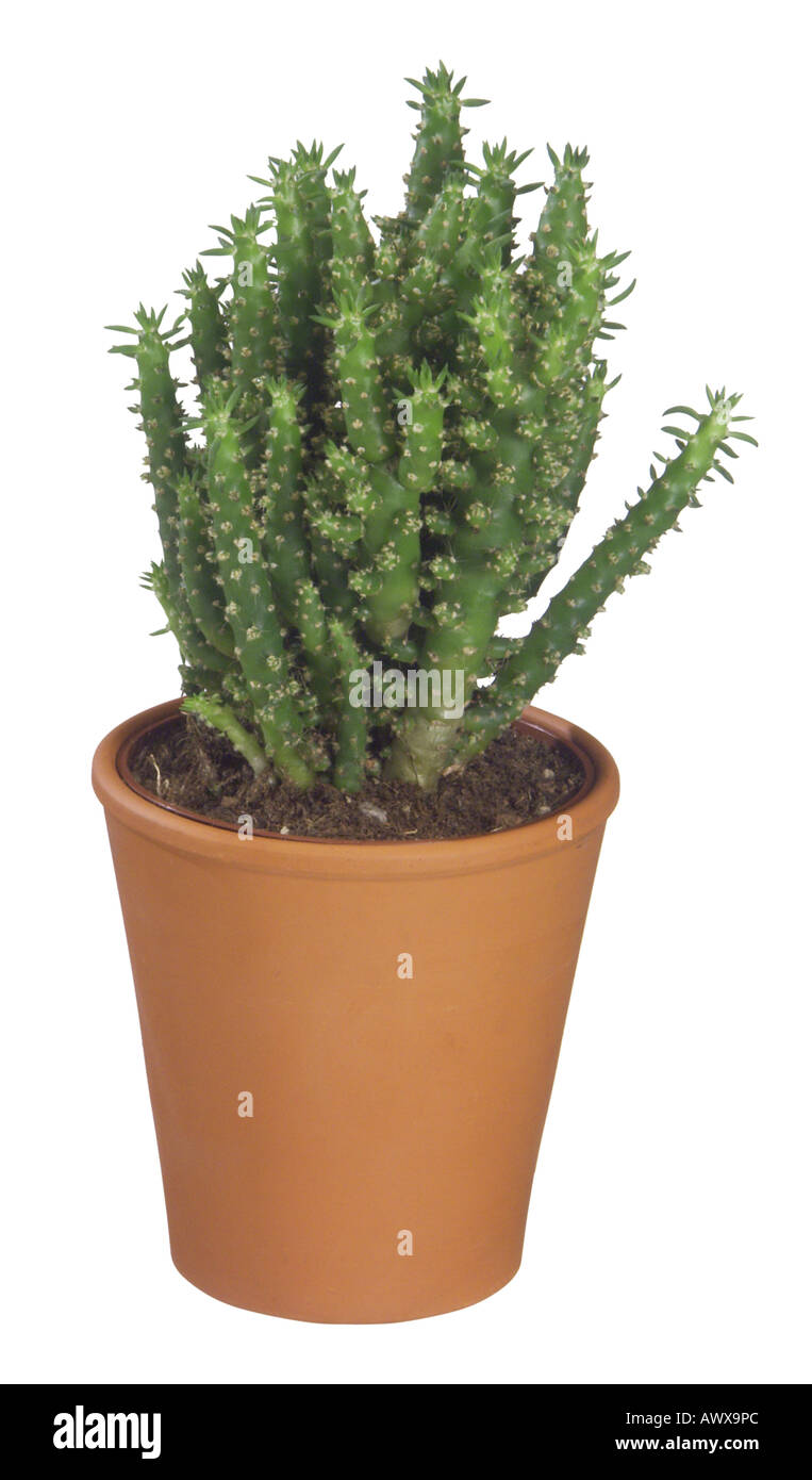 Eve's Pin Cactus, Eve's Needle, Cane Cholla (Austrocylindropuntia subulata, Opuntia subulata), potted plants Stock Photo