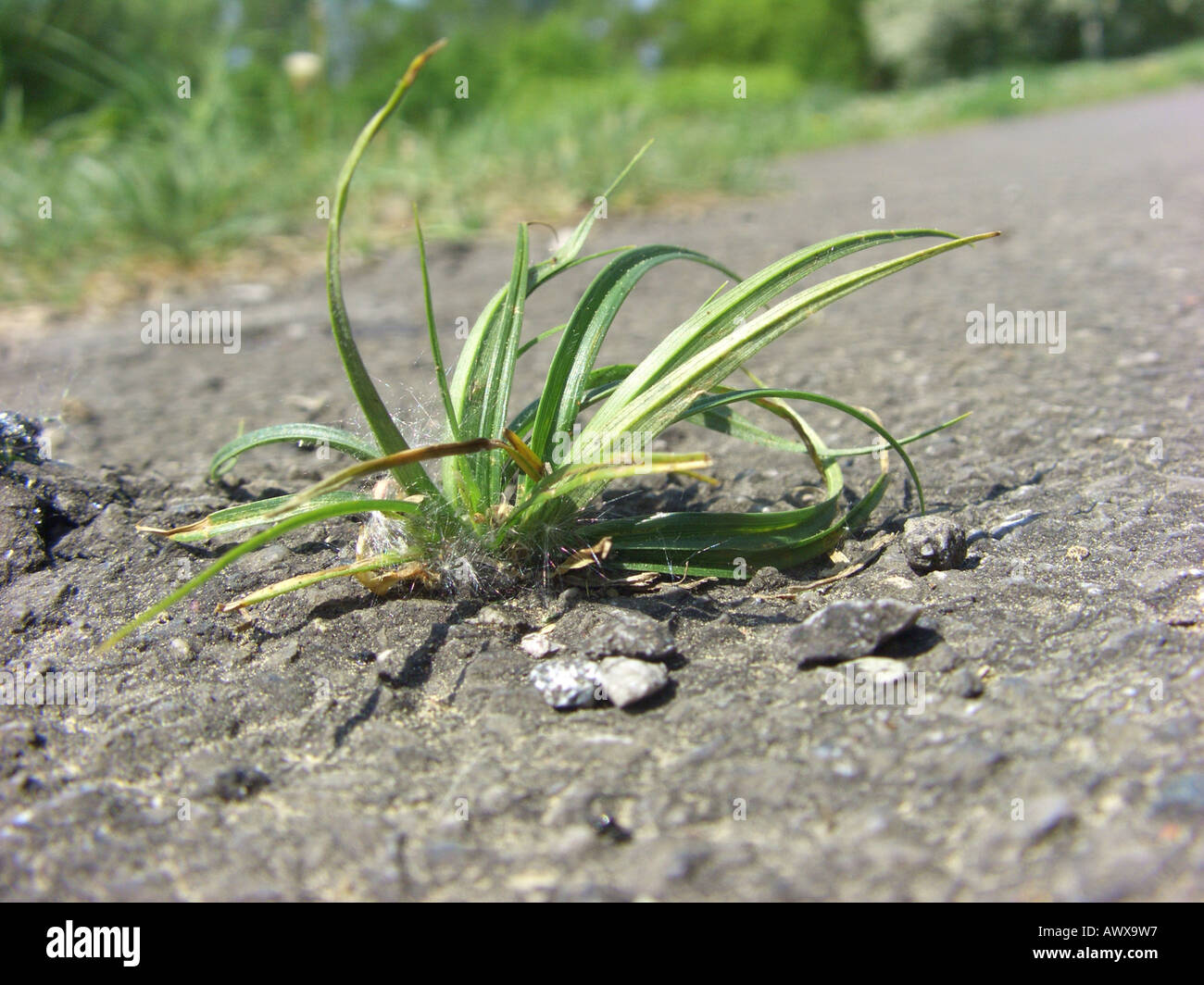 hairy sedge (Carex hirta), growing in asphalt, Germany, North Rhine-Westphalia Stock Photo