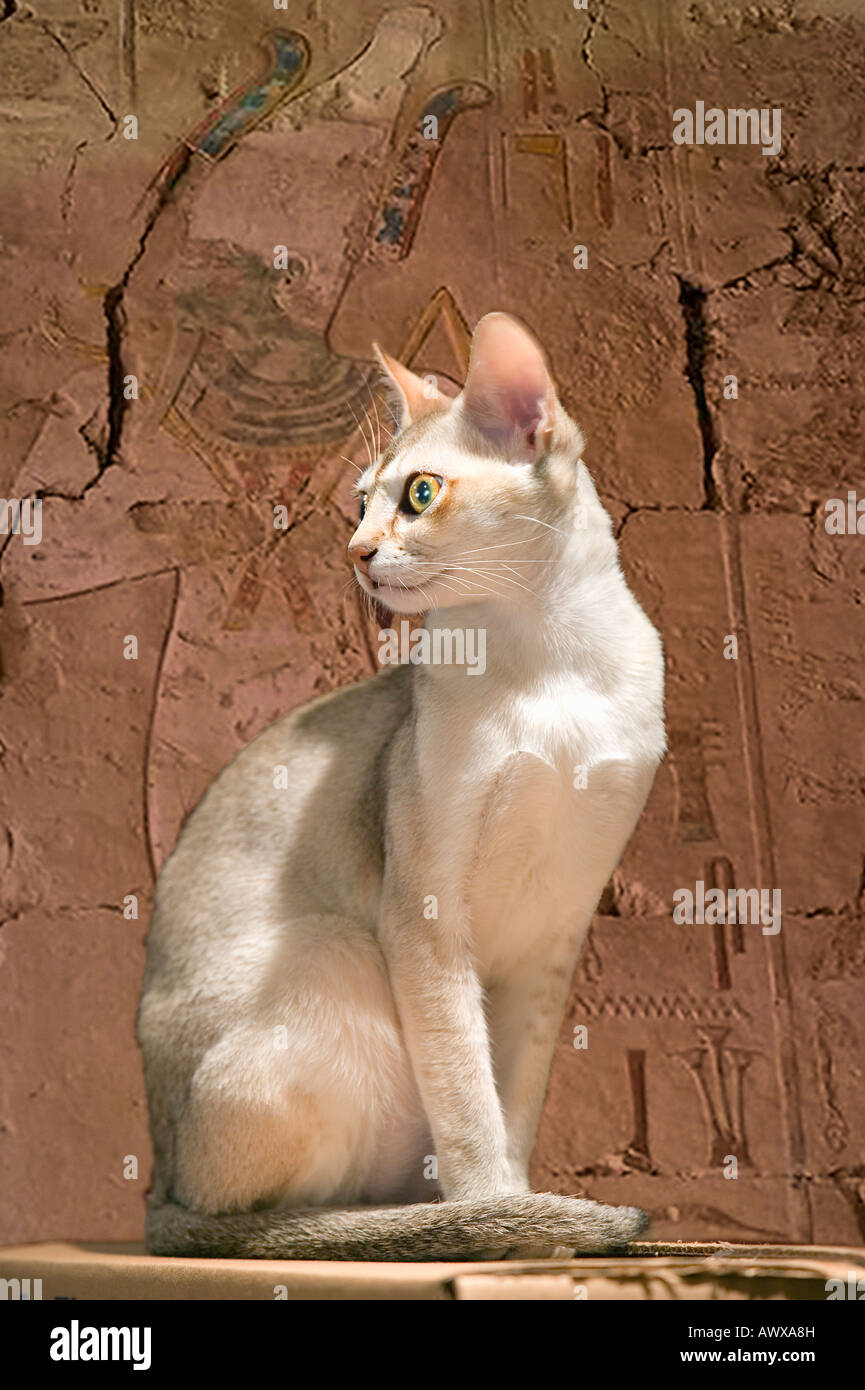 Composite image of a sacred Egyptian temple cat in an ancient room with