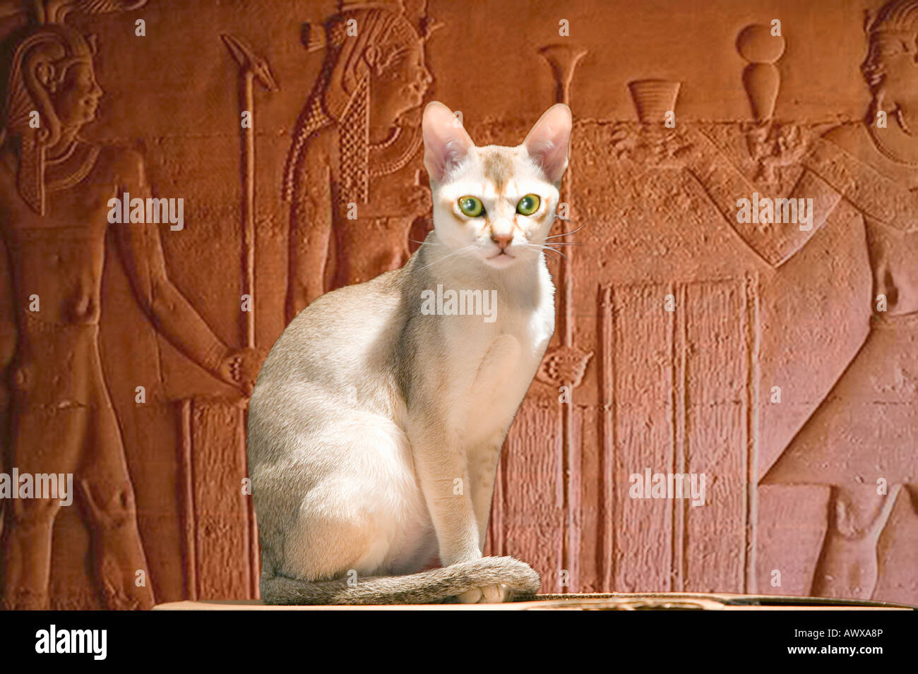 animal crossing egyptian cat video real
