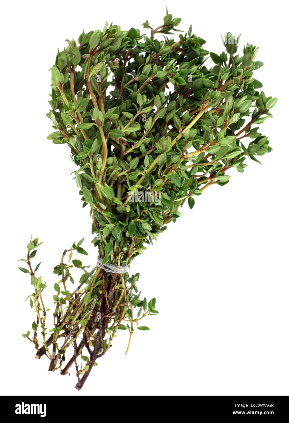 Thyme bunch vegetable isolated on white background Stock Photo Alamy