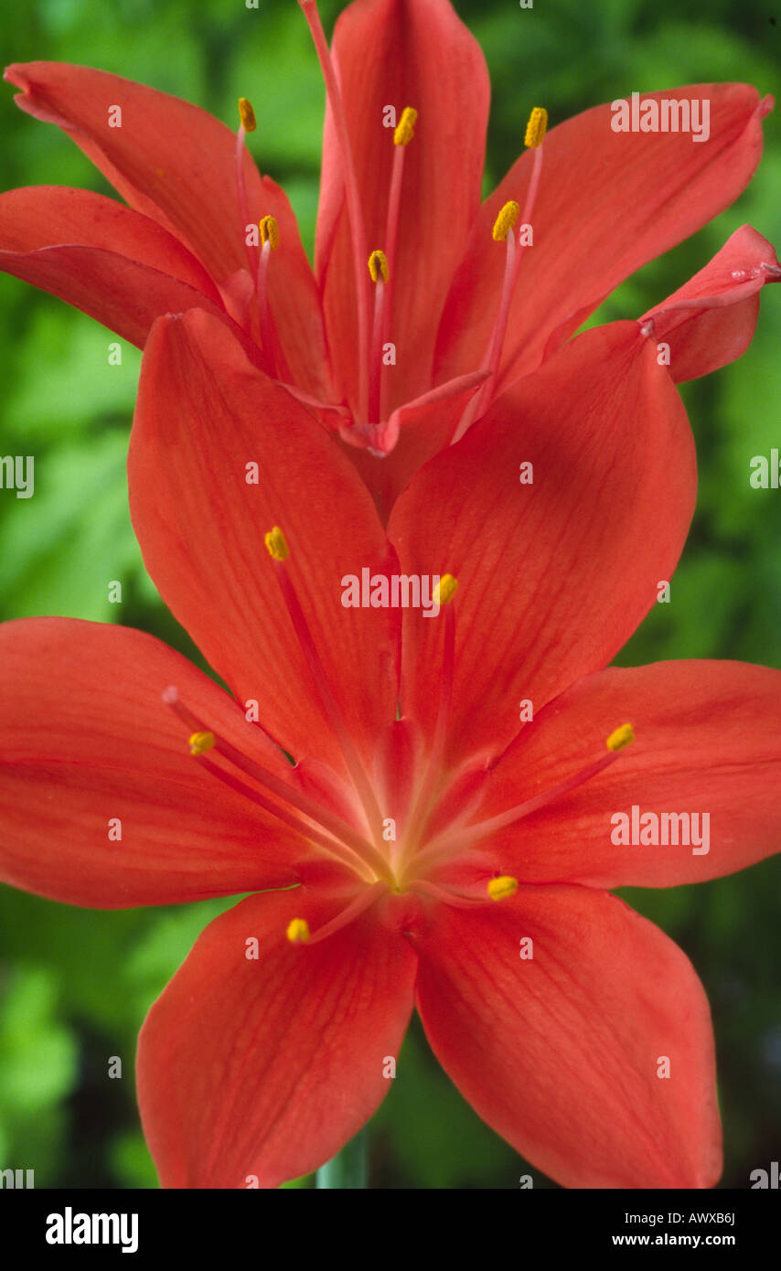 Cyrtanthus elatus AGM (Scarborough lily) Stock Photo