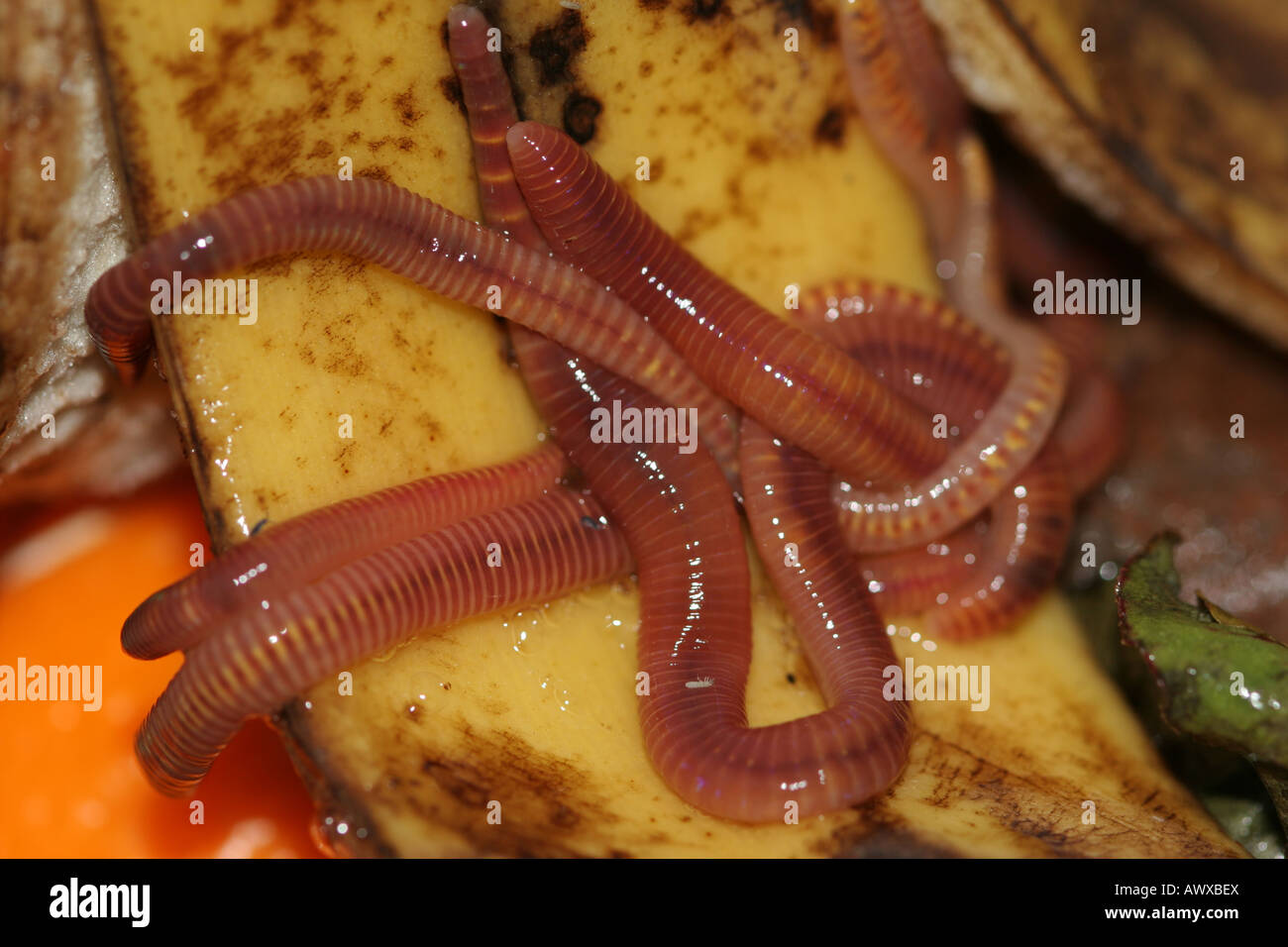 Group of worms slithering amongst rotting fruit Stock Photo Alamy