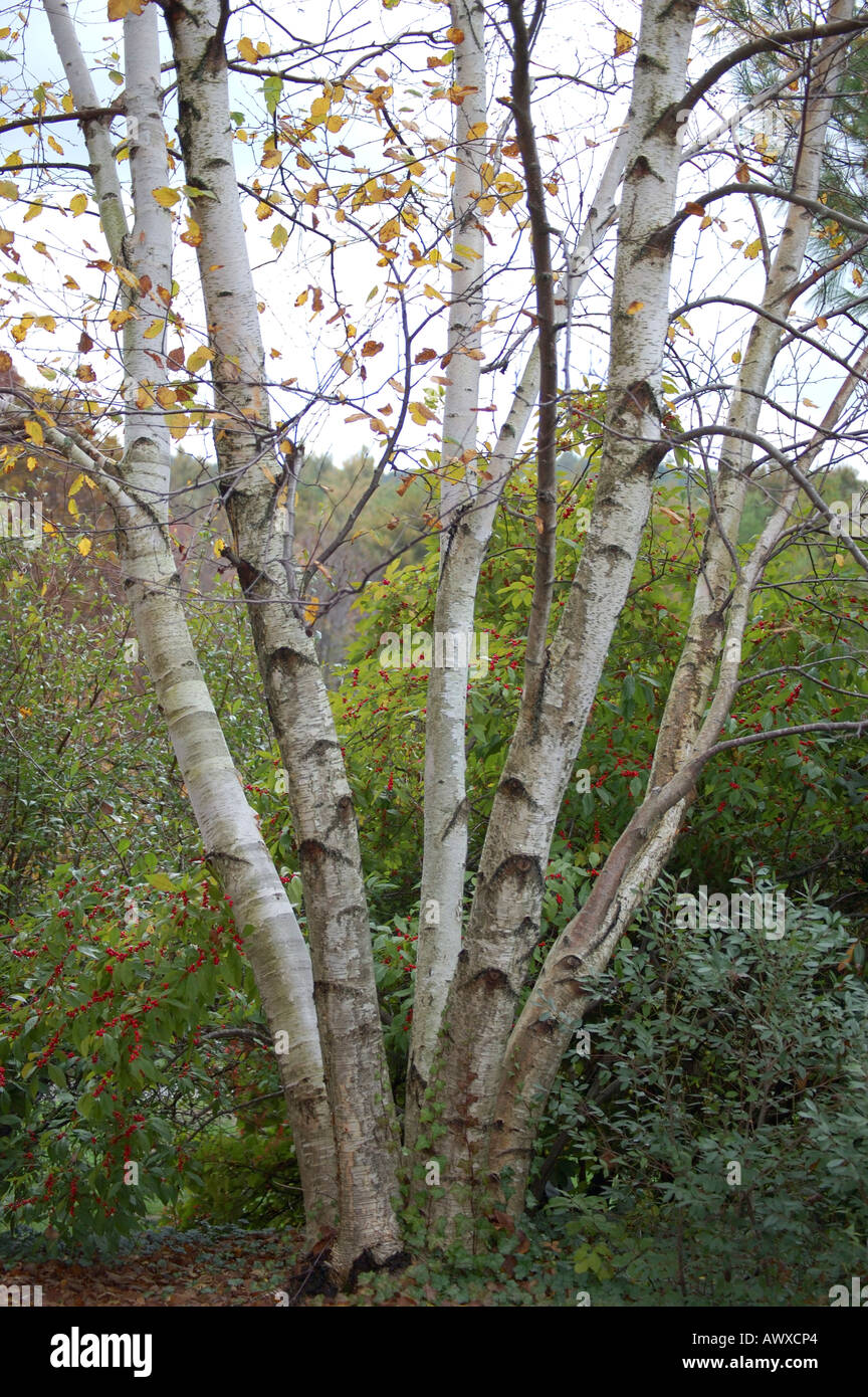 Paper Birch tree in Massachusetts woodland Stock Photo Alamy