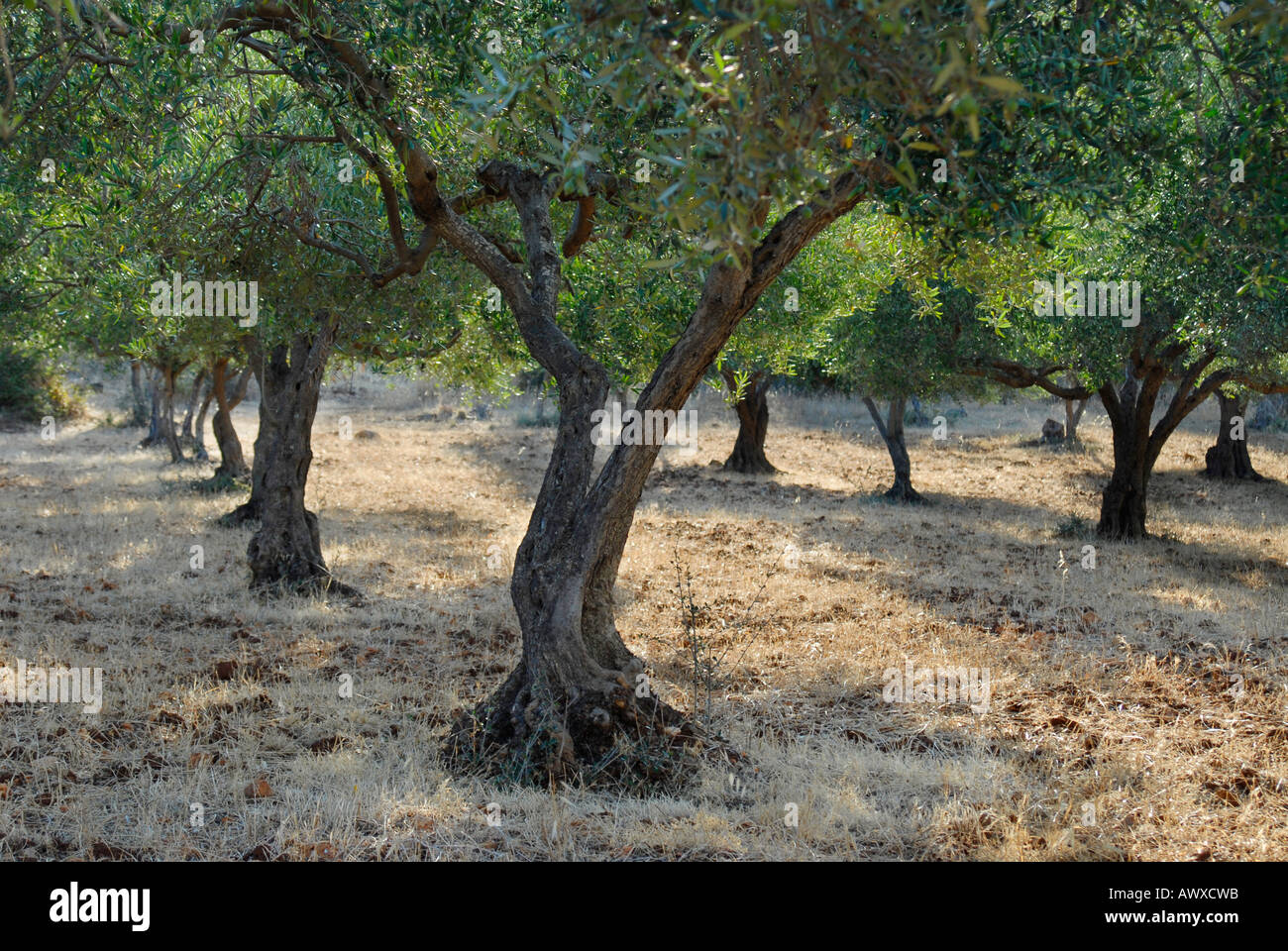 Typical Sicilian olive trees Sicily Italy Stock Photo - Alamy