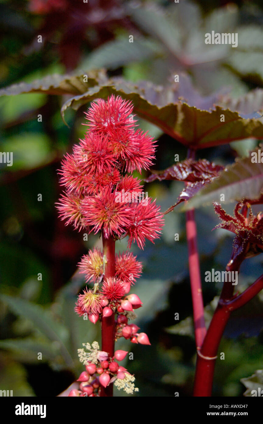 Ricinus communis Caster oil plant Euphorbiaceae Carmencita bright red Stock Photo