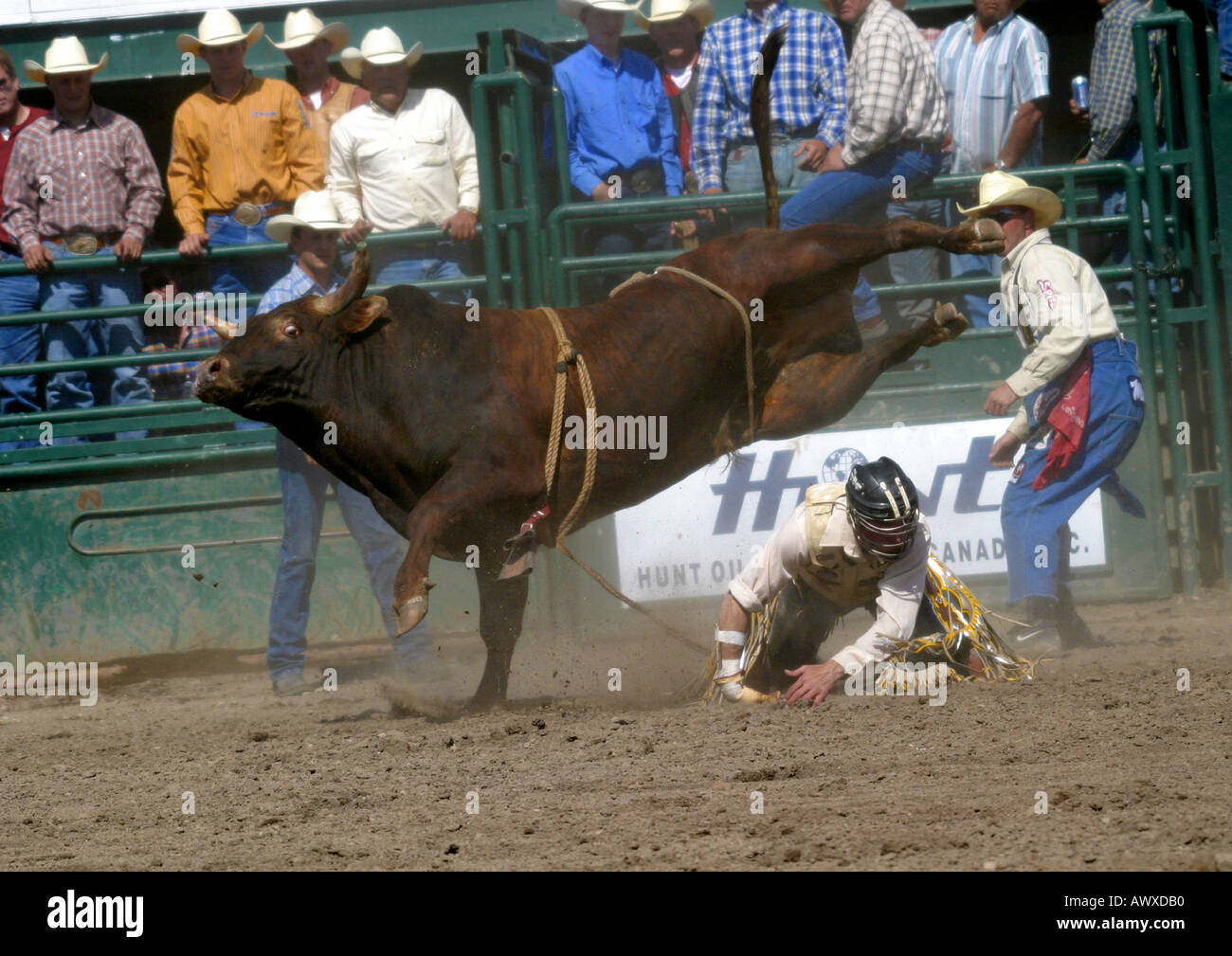 Bull rider Stock Photo