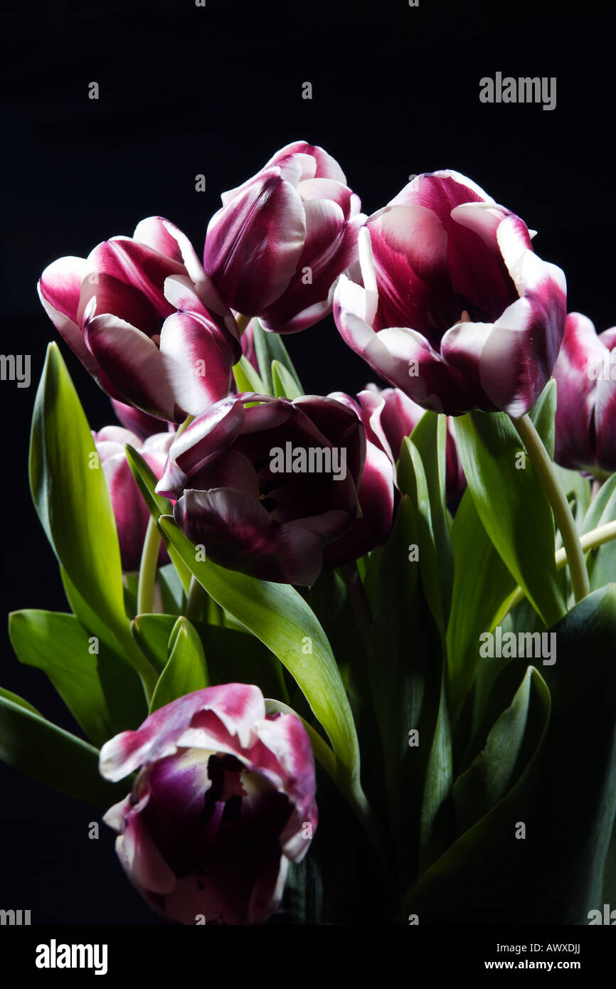 Tulips against a black background Stock Photo