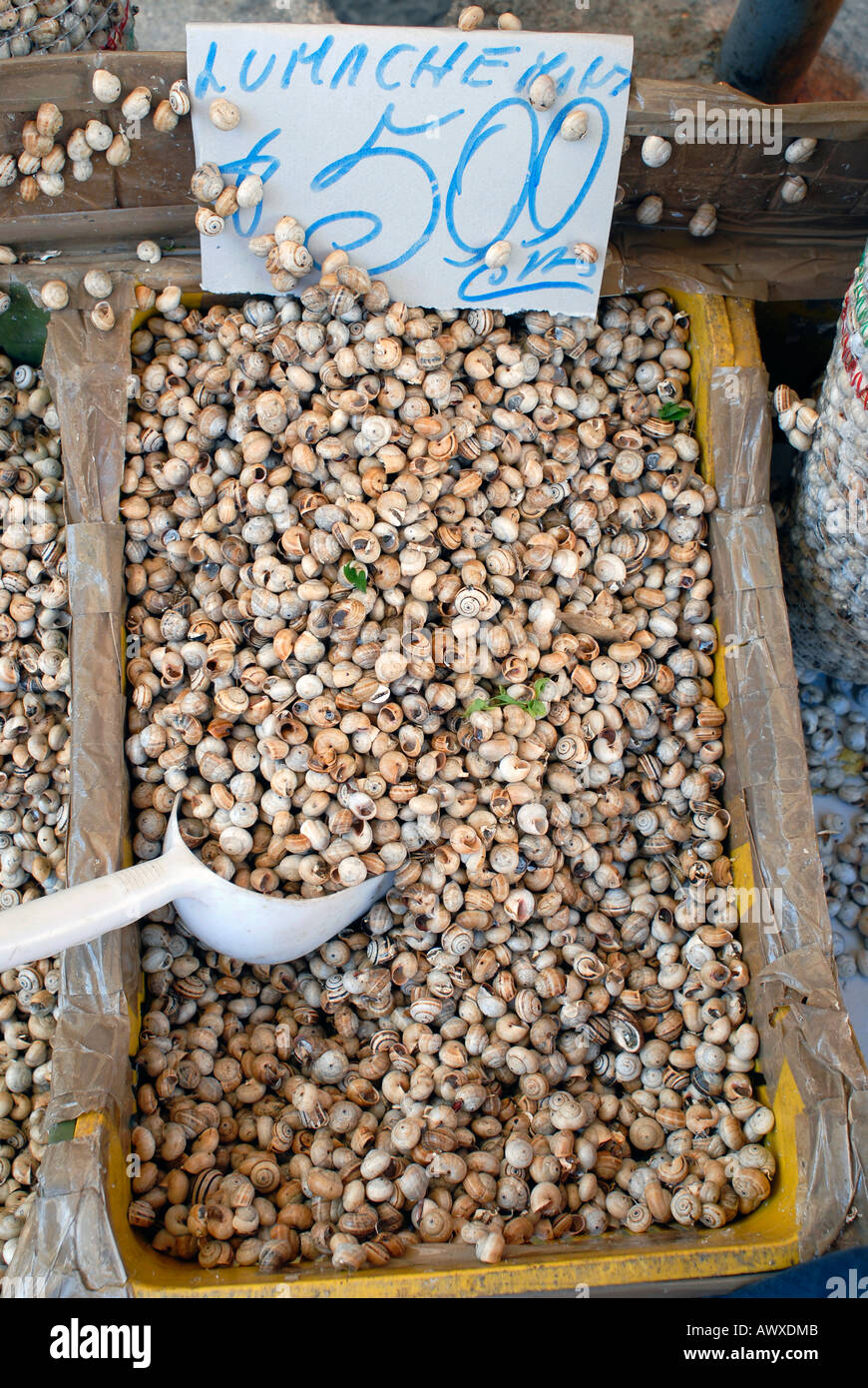 Edible snails on sale at the typical market of Ballarò Palermo Italy